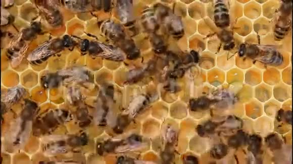 蜜蜂求救视频的预览图