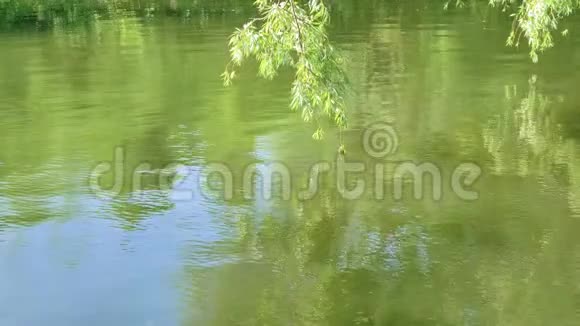 绿色的柳枝随风摇曳在公园里的河水上美丽的大自然夏日景观视频的预览图