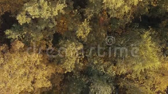 在森林里旋转的秋峰视频的预览图