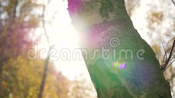 太阳光线穿过树秋天的松林视频的预览图