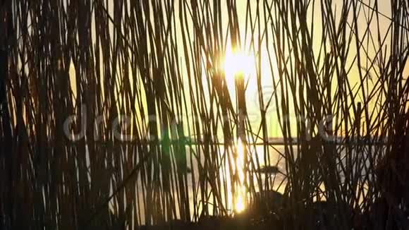 日落光通过芦苇视频的预览图