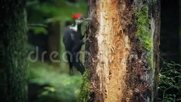 啄木鸟在森林中啄树视频的预览图