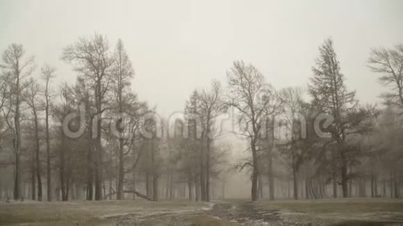 落叶林平原初雪恶劣的秋季天气林地降雪视频的预览图