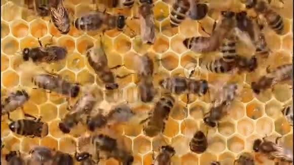 蜜蜂求救视频的预览图