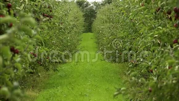 在苹果园的绿色过道上欣赏风景视频的预览图