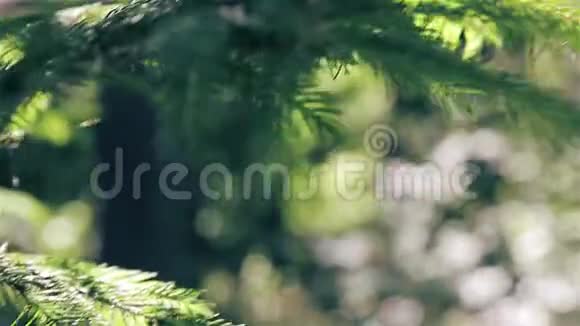 常绿树露天有针状叶子视频的预览图