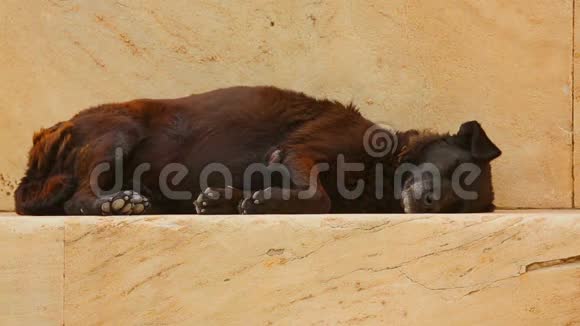 可怕的饥饿流浪狗睡在楼梯上孤独的动物狂犬病威胁视频的预览图