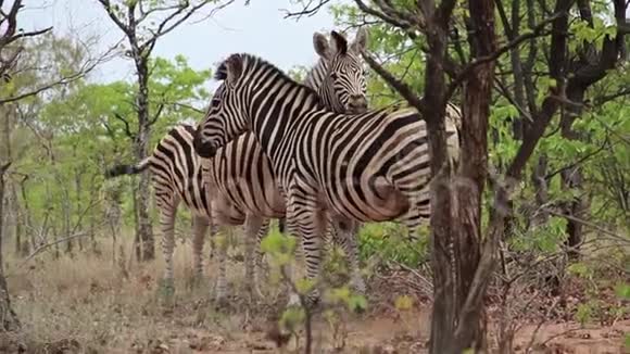 斑马在非洲丛林中拥抱和放松视频的预览图