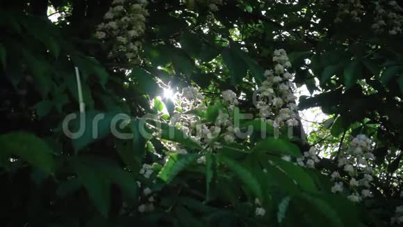 盛开的栗树花视频的预览图