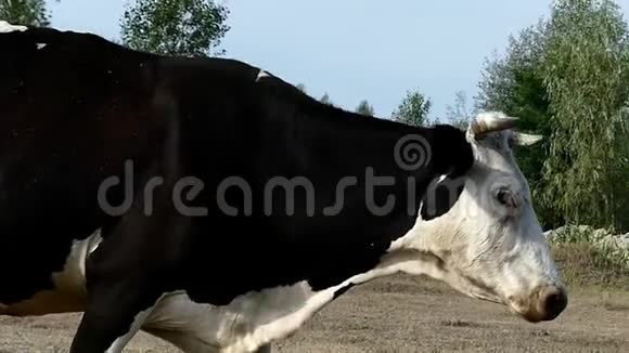 夏天在斯洛莫一头五颜六色的大母牛在草坪上散步视频的预览图