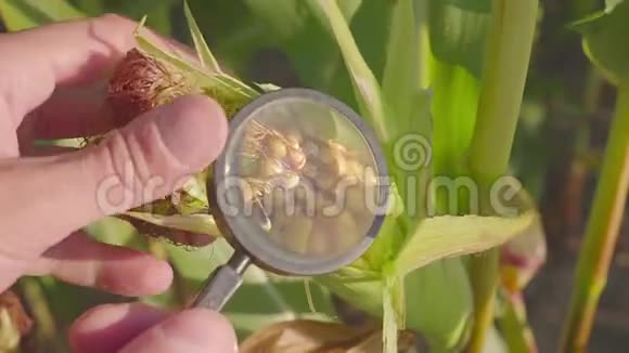 农民用放大镜近距离观察有机农田甜玉米害虫视频的预览图