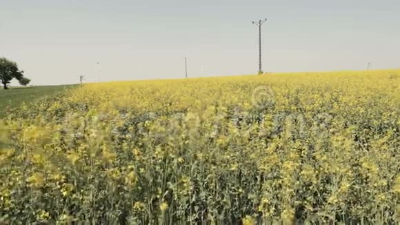 充满黄色油菜花的田野景观视频的预览图