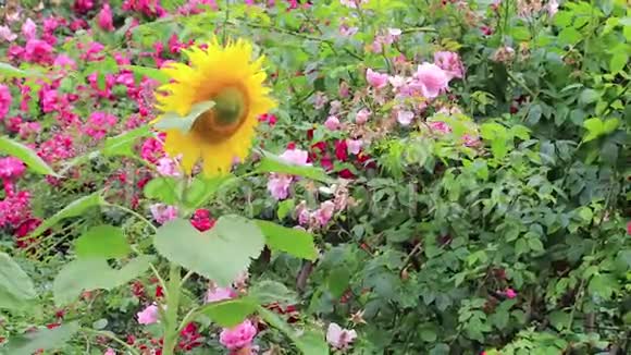 黄色的向日葵和粉红色的玫瑰视频的预览图