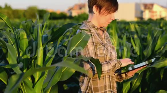 日落时分在农业种植玉米地使用平板电脑的女农学家视频的预览图