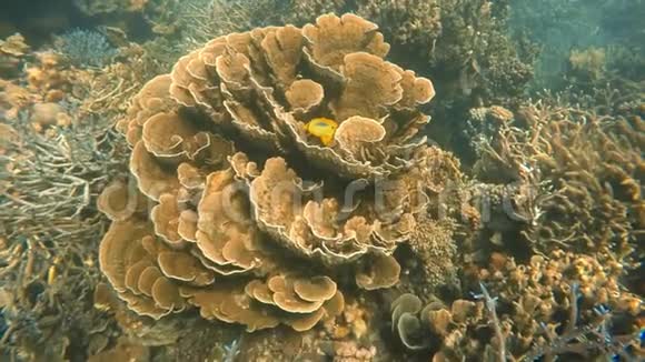 一条黄色的鱼在一片叶子的珊瑚礁里视频的预览图