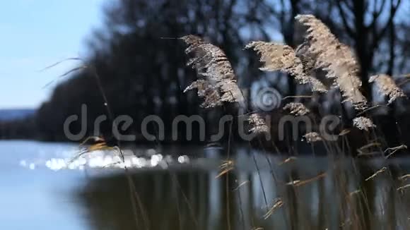 芦苇在风中摇曳视频的预览图