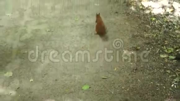 松鼠在森林里奔跑视频的预览图