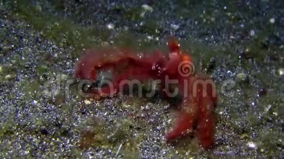 蓝贝海峡夜间在沙滩上吃浮游生物的猩猩蟹视频的预览图