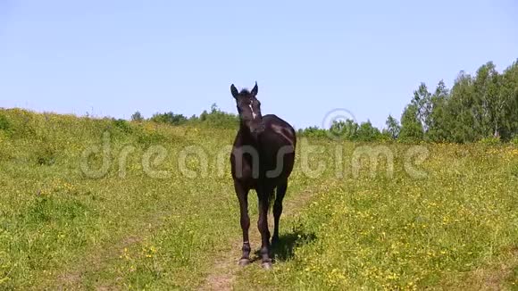 草地上孤独的马视频的预览图