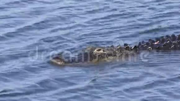 大鳄鱼在湖里游泳视频的预览图