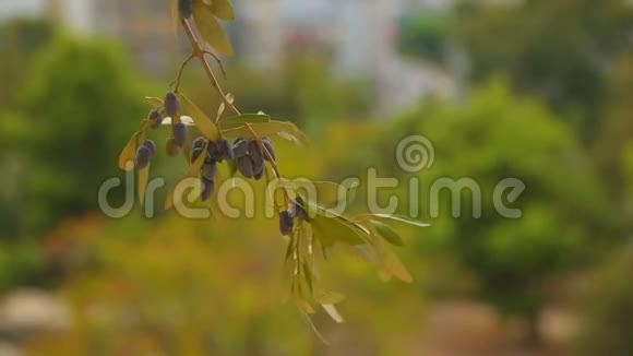 橄榄树枝和平象征石油生产美容业医药视频的预览图