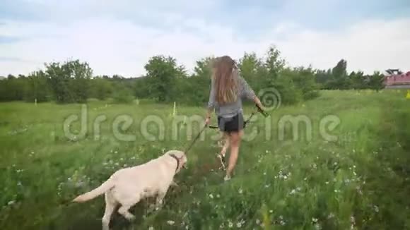 夏天的傍晚一群迷人的年轻女子和白色的拉布拉多犬正在乡间小屋附近的田野里奔跑视频的预览图