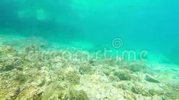 水下镜头鱼视频的预览图