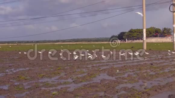 农村稻种植鸟啄食视频的预览图