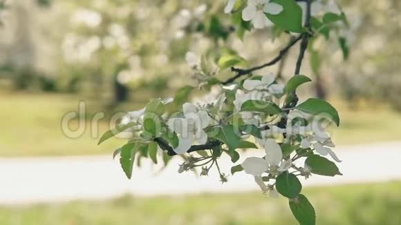 春天苹果树开花枝风轻光棍苹果视频的预览图