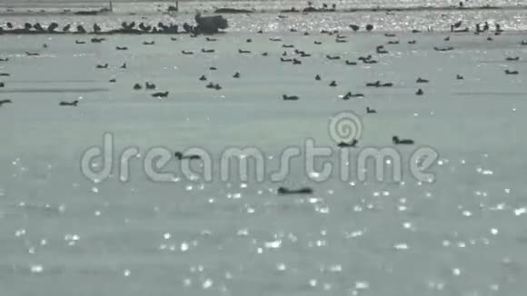 保加利亚咸水黑鸭视频的预览图