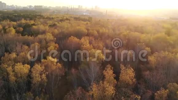无人机在森林上空飞行从上面看秋天落叶视频的预览图