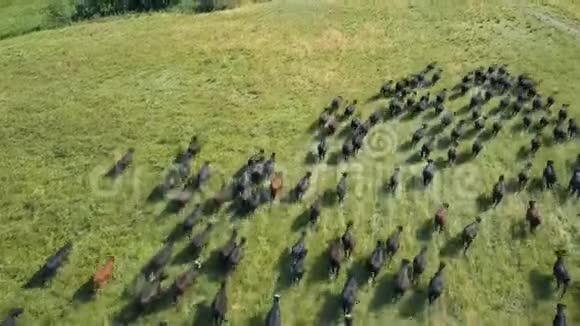 一群公牛跑过田野视频的预览图