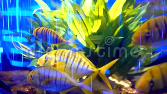 海洋馆里的鱼缸美丽的鱼在透明的水族馆水中游泳五颜六色的鱼缸装满了视频的预览图