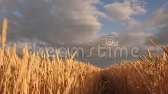 巨大的黄色小麦地板在田园般的自然中在金色的夕阳美丽的暴风雨的天空乌云笼罩着乡村视频的预览图