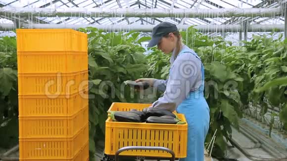 职工农业经济水培将茄子折叠在一个盒子里视频的预览图