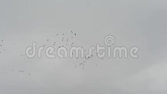 一群鹤鸟在空中盘旋德国秋季鸟类迁徙视频的预览图