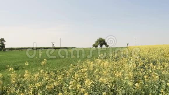 充满黄色油菜花的田野景观视频的预览图