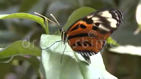 蝴蝶折叠翅膀视频的预览图