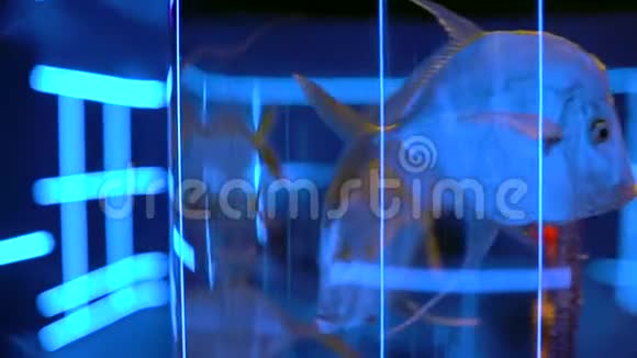 海洋馆里的鱼缸美丽的鱼在透明的水族馆水中游泳五颜六色的鱼缸装满了视频的预览图
