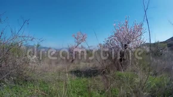 在一个山谷里雾笼罩着开花的杏树视频的预览图