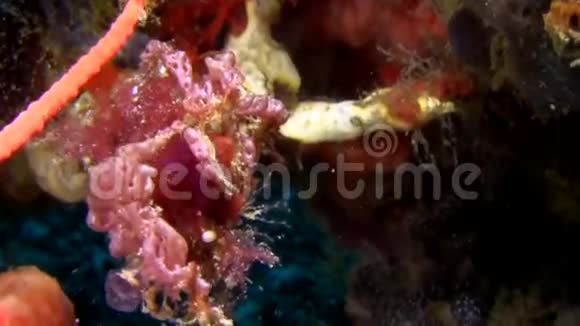 夜雷姆贝海峡珊瑚中有海绵的猩猩蟹视频的预览图