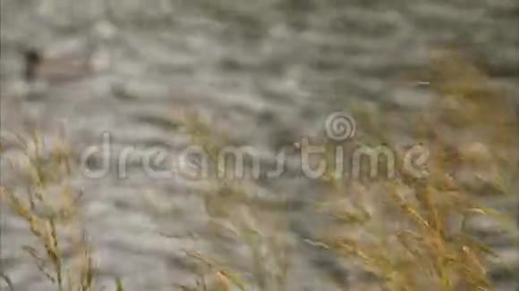 从小麦向水中的两只鸭子射击视频的预览图