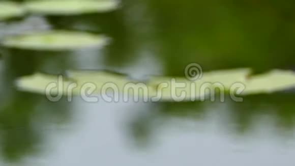 池中的蓝莲花视频的预览图