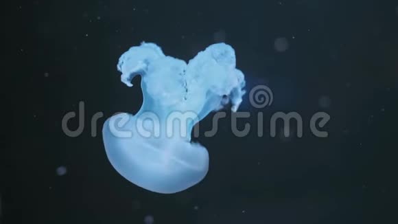 卢塞纳大理石水母在深蓝色背景下在水中移动水母水下水母水母视频的预览图