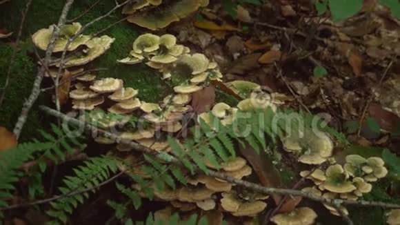 蘑菇在森林深处倒下的大树上的棕色野生蘑菇有绿色苔藓和蕨类植物的森林蘑菇视频的预览图