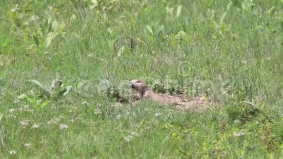 中西部的草原狗视频的预览图