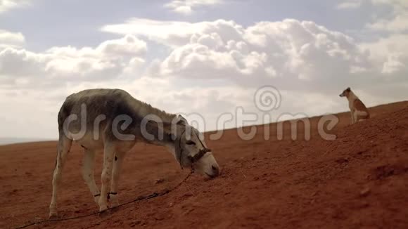 驴子和狗在沙漠的山上大气电影场景视频的预览图