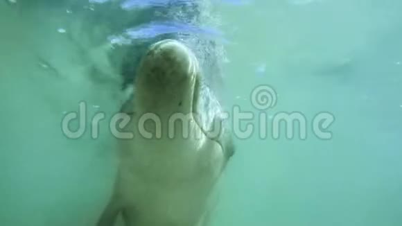 瓶鼻海豚侧身游动视频的预览图