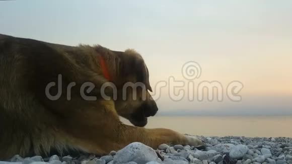 在希腊伯罗奔尼撒凯亚法湖的自然侧驾驶快乐的小狗在海滩上玩用袜子顶着太阳视频的预览图