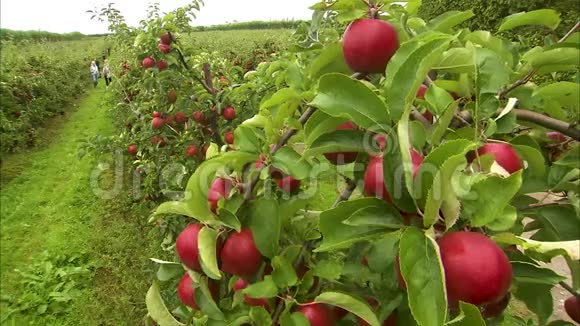 在葡萄园里的一串成熟的苹果视频的预览图